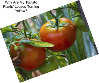 Why Are My Tomato Plants\' Leaves Turning Yellow?