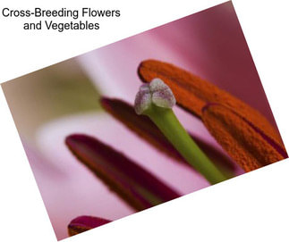 Cross-Breeding Flowers and Vegetables