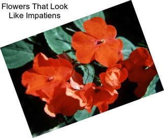 Flowers That Look Like Impatiens