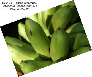 How Do I Tell the Difference Between a Banana Plant & a Plantain Plant?