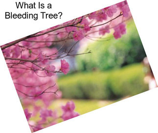 What Is a Bleeding Tree?