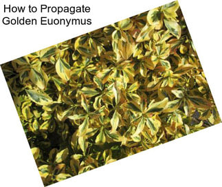 How to Propagate Golden Euonymus