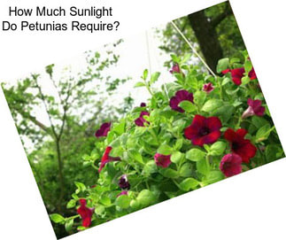 How Much Sunlight Do Petunias Require?