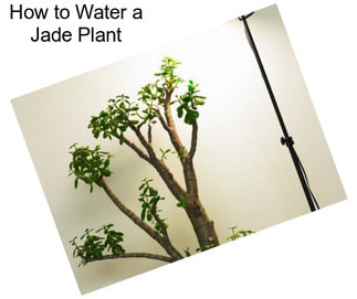 How to Water a Jade Plant