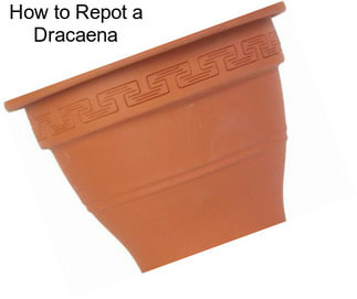 How to Repot a Dracaena