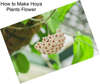 How to Make Hoya Plants Flower