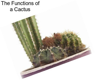 The Functions of a Cactus