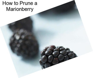 How to Prune a Marionberry
