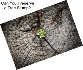 Can You Preserve a Tree Stump?