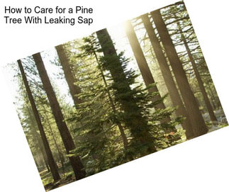 How to Care for a Pine Tree With Leaking Sap