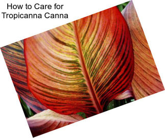 How to Care for Tropicanna Canna