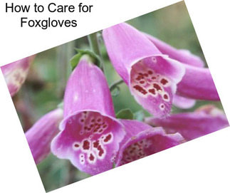 How to Care for Foxgloves