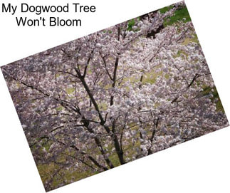 My Dogwood Tree Won\'t Bloom