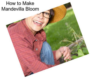 How to Make Mandevilla Bloom