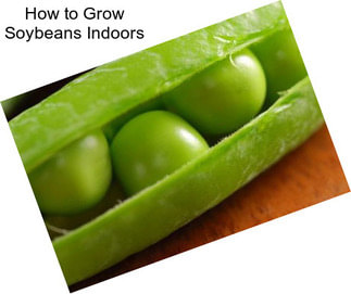 How to Grow Soybeans Indoors