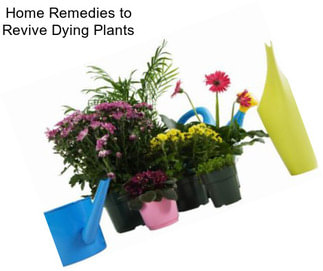 Home Remedies to Revive Dying Plants
