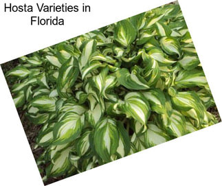 Hosta Varieties in Florida