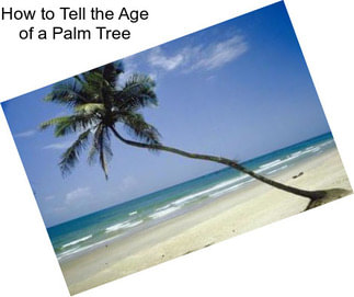 How to Tell the Age of a Palm Tree