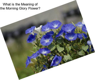 What is the Meaning of the Morning Glory Flower?