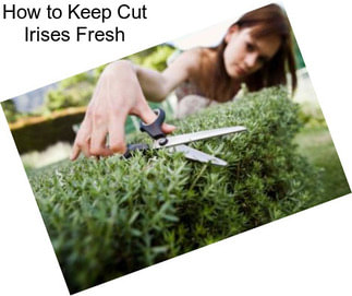 How to Keep Cut Irises Fresh