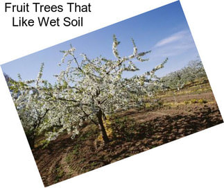 Fruit Trees That Like Wet Soil