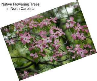 Native Flowering Trees in North Carolina