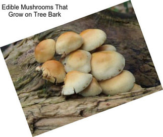 Edible Mushrooms That Grow on Tree Bark