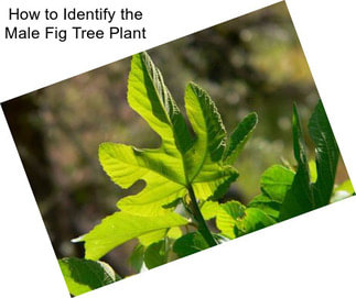 How to Identify the Male Fig Tree Plant