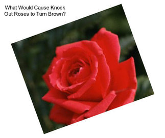 What Would Cause Knock Out Roses to Turn Brown?