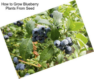 How to Grow Blueberry Plants From Seed