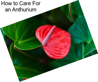 How to Care For an Anthurium