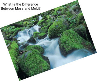 What Is the Difference Between Moss and Mold?