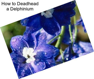 How to Deadhead a Delphinium