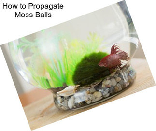 How to Propagate Moss Balls