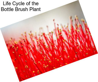 Life Cycle of the Bottle Brush Plant