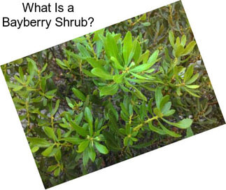 What Is a Bayberry Shrub?
