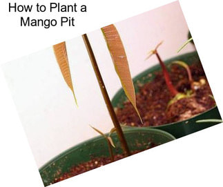 How to Plant a Mango Pit