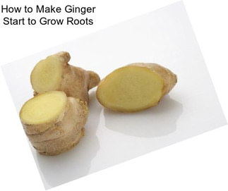 How to Make Ginger Start to Grow Roots
