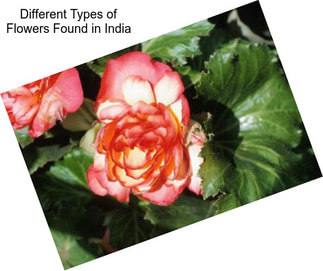 Different Types of Flowers Found in India