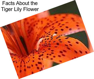 Facts About the Tiger Lily Flower