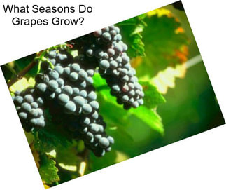 What Seasons Do Grapes Grow?