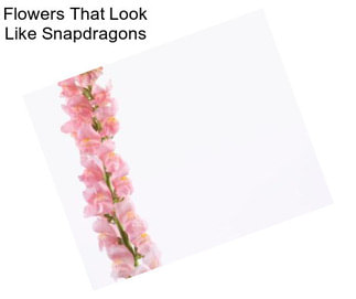 Flowers That Look Like Snapdragons