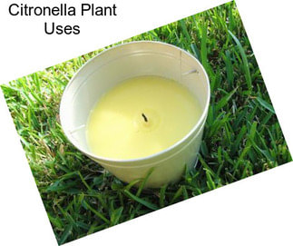 Citronella Plant Uses