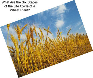 What Are the Six Stages of the Life Cycle of a Wheat Plant?