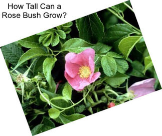 How Tall Can a Rose Bush Grow?