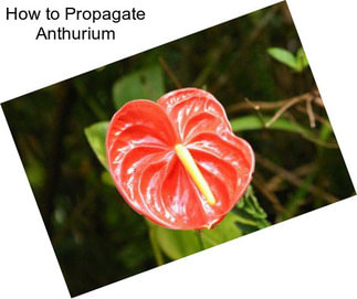 How to Propagate Anthurium