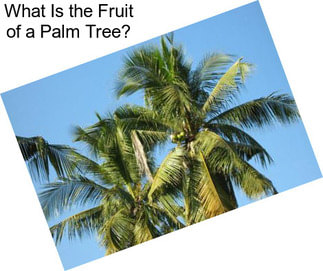 What Is the Fruit of a Palm Tree?