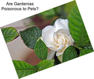 Are Gardenias Poisonous to Pets?