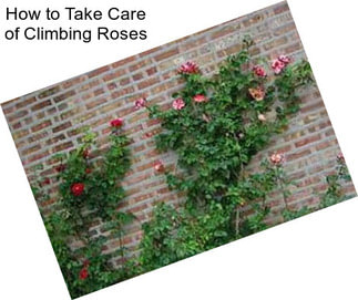 How to Take Care of Climbing Roses