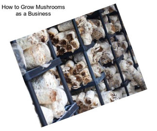 How to Grow Mushrooms as a Business